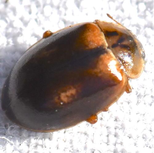 Aphidecta obliterata
